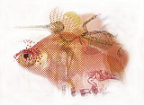 raster_fisch.jpg